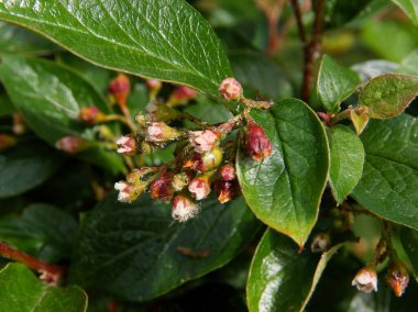Pembe çiçekli kotonaster bullatus çalısı
