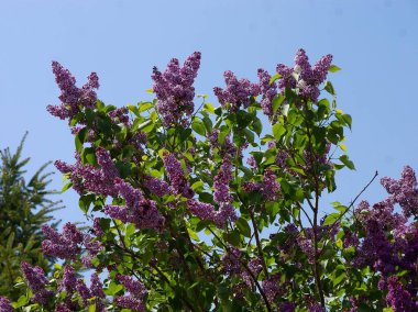 Leylak çalısı, mayıs ayında mis kokulu çiçekler.