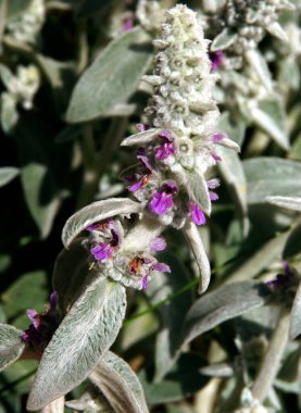 Bahçesinde küçük mor çiçekler olan Stachys Byzantin.