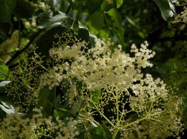 Beyaz, kokulu yaşlı Sambucus Zenci çalıları baharda