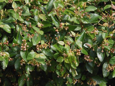 Pembe çiçekli kotonaster bullatus çalısı