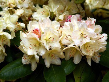 Baharda bahçede pembe çiçekler ve çalı filizleri.