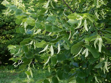 Bahar manzarasında açan ıhlamur ağacı.