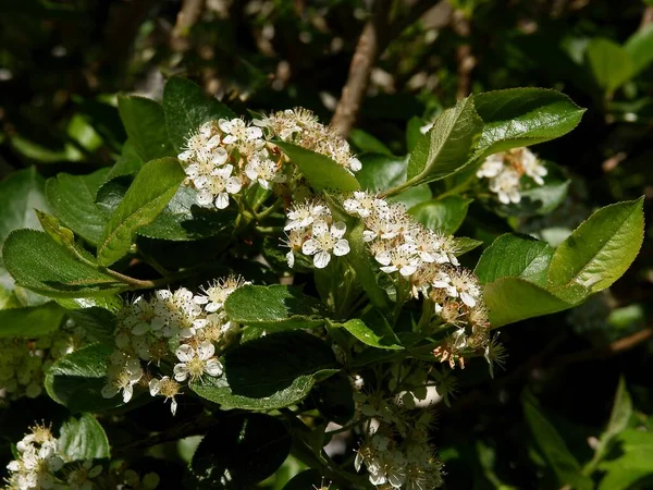 Aronia Cespuglio Con Fiori Bianchi Primavera — Foto Stock