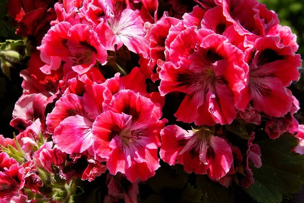 赤とカラフルなゼラニウムの鉢植えの花を閉じます — ストック写真