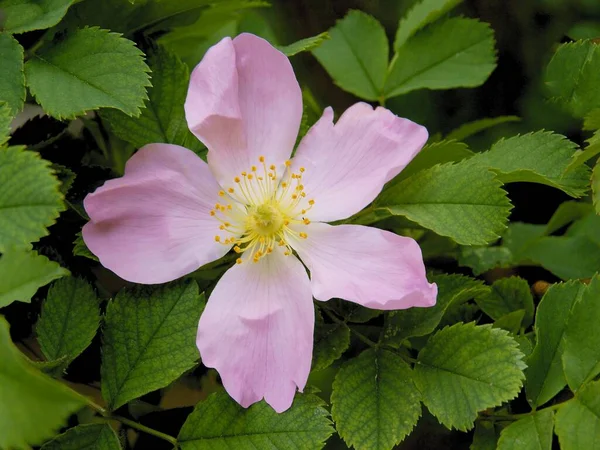 Красивые Розовые Цветы Дикой Розы Rosa Canina Весной — стоковое фото