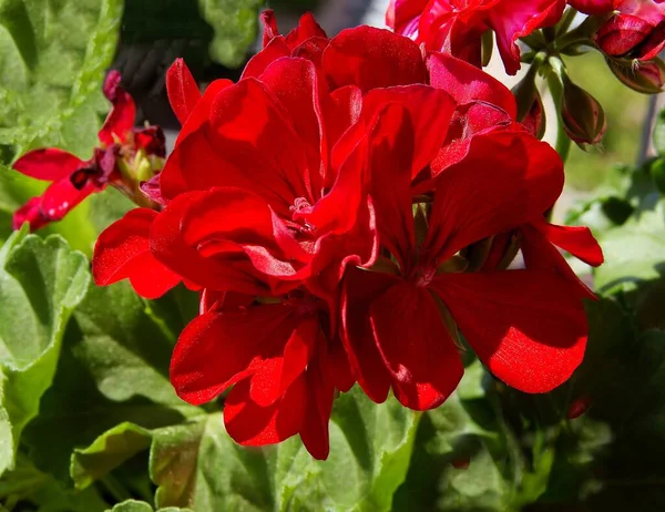 Vörös Színes Virágok Muskátli Cserepes Növény Közel — Stock Fotó