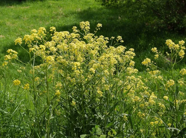 春に牧草地に黄色い花を咲かせるブリアス オリエンタル — ストック写真
