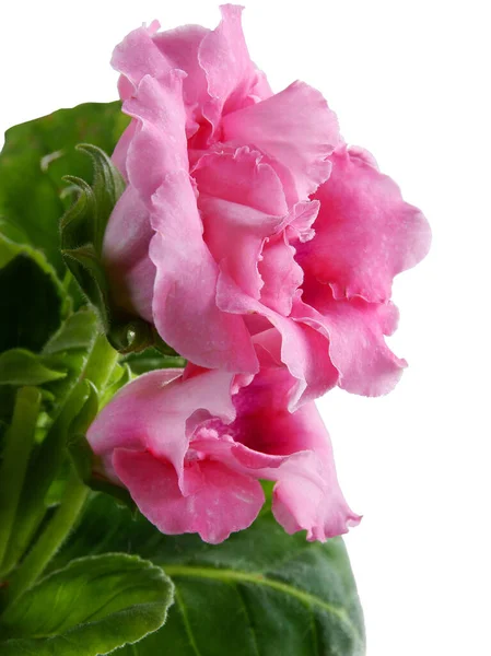 Jolies Fleurs Roses Gloxynia Sinningia Speciosa Plante Pot Gros Plan — Photo