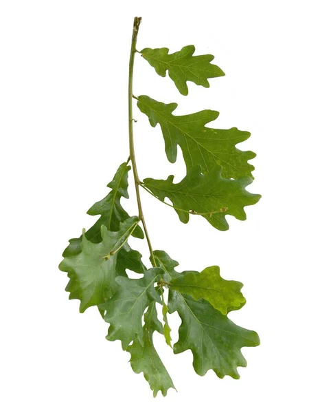 Twig Träd Med Växande Ekollon Och Gröna Blad Våren — Stockfoto