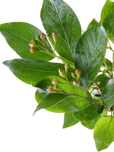 Cotoneaster Bullatus Θάμνος Ροζ Λουλούδια Κοντά — Φωτογραφία Αρχείου