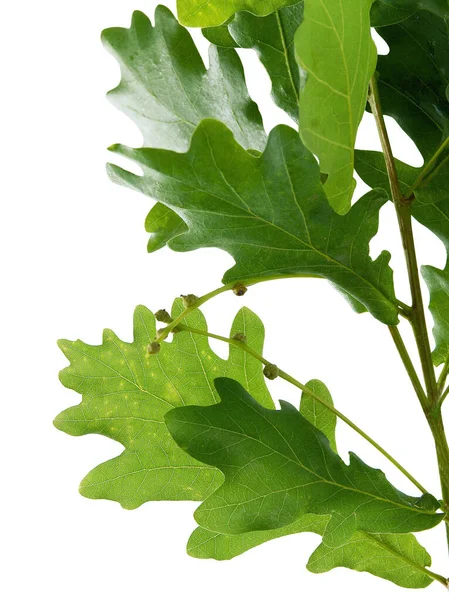 Gałązka Dębu Rosnącymi Żołędziami Zielonymi Liśćmi Wiosną — Zdjęcie stockowe
