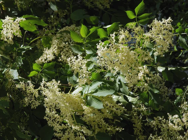 Weiße Duftende Blüten Des Holunders Sambucus Nigra Busch Frühling — Stockfoto