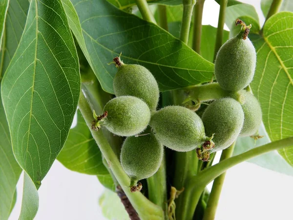 Valnötsträd Med Växande Små Gröna Nötter Frukter Närbild — Stockfoto