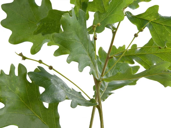 Galho Carvalho Com Bolotas Crescentes Folhas Verdes Primavera — Fotografia de Stock