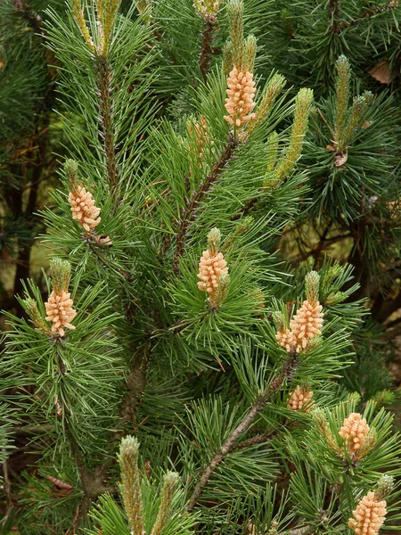 Pinus Boom Met Bloei Lente Close — Stockfoto