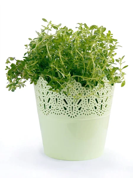 Thyme Herb Potted Plant Kitchen — Foto Stock
