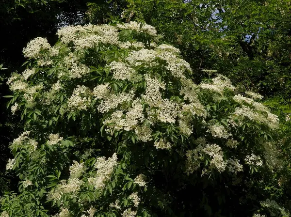 Branco Flores Perfumadas Arbusto Nigra Mais Velho Sambucus Primavera — Fotografia de Stock