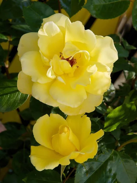 Bonita Rosa Jardín Primavera —  Fotos de Stock