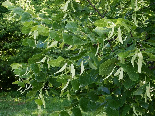 Bahar manzarasında açan ıhlamur ağacı.