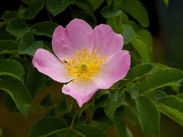 Piękne Różowe Kwiaty Dzikiej Róży Rosa Canina Wiosną — Zdjęcie stockowe