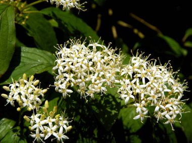 İlkbaharda Cornus 'un beyaz çiçekleri