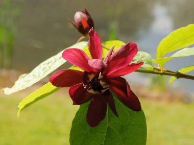 Calycanthus 'un kırmızı çiçekleri İlkbaharda Raulstonii çalıları
