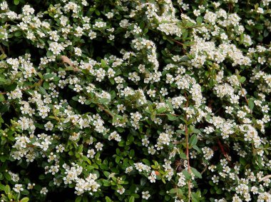 İlkbaharda Cotoneaster dammeri çalılarının küçük beyaz çiçekleri