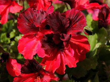 Sardunya saksı bitkisinin kırmızı ve renkli çiçekleri.