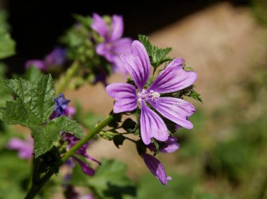 Bitki bitkisinin Lila çiçekleri Malva gümüşstrileri, yaklaşın.
