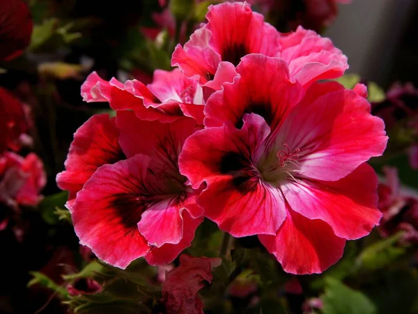 Rote Und Bunte Blüten Der Geraanium Topfpflanze Aus Nächster Nähe — Stockfoto