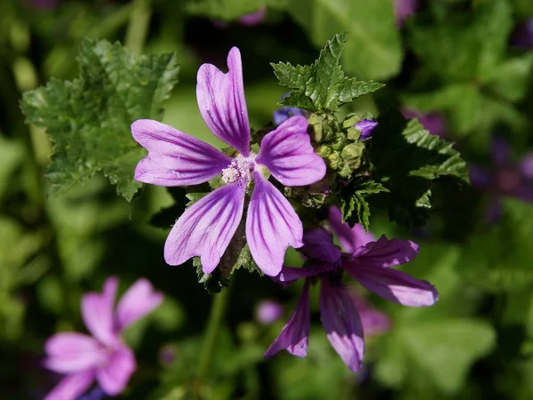 Lila Fleurs Plante Base Plantes Malva Silvestris Gros Plan — Photo