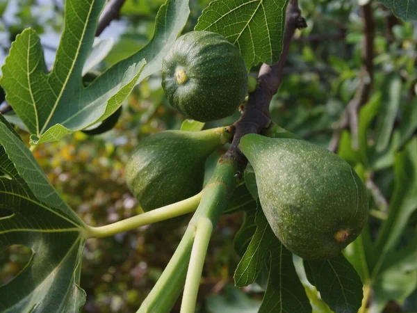 Groeiende Vijgen Van Ficus Carica Boom Het Voorjaar — Stockfoto