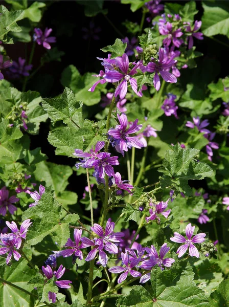 Lila Blommor Växtbaserade Växter Malva Silvestris Närbild — Stockfoto