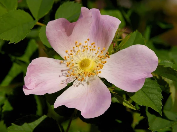 Jolies Fleurs Roses Rose Sauvage Rosa Canina Printemps — Photo