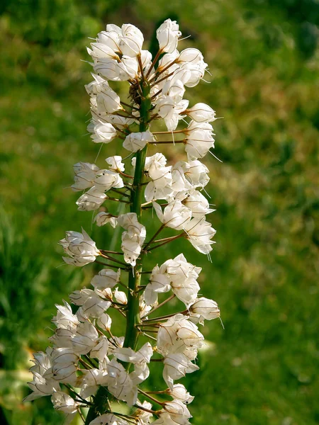 Fleurs Blanches Eremurus Robustus Plante Dans Jardin — Photo