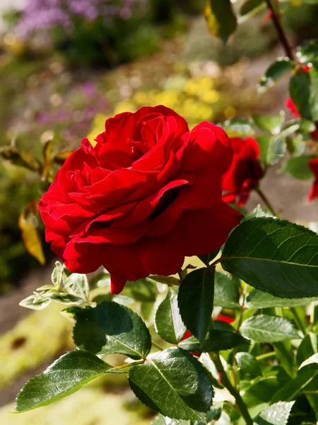 春天花园里的一朵漂亮的红玫瑰 — 图库照片