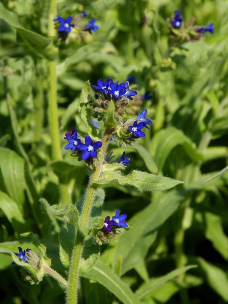 Bonito Pequeñas Flores Azules Anchusa Officinalis Planta Cerca —  Fotos de Stock