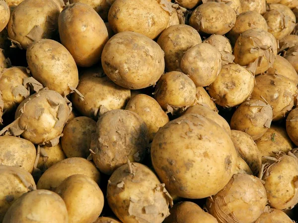 Primeiros Bulbos Batatas Como Delicioso Vegetal Perto — Fotografia de Stock