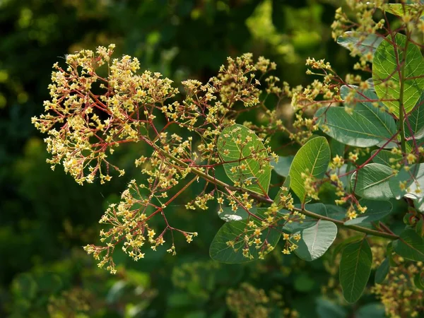 Дым Cotinus Coggygrie Дерево Маленькими Желтыми Цветами Весной — стоковое фото