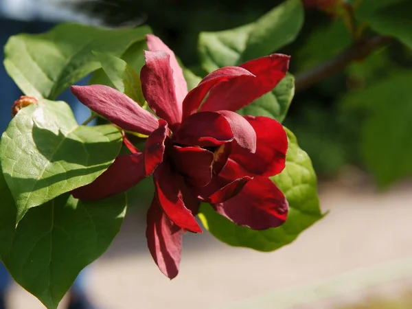 Красные Цветы Calycanthus Raulstonii Куст Весной Крупным Планом — стоковое фото