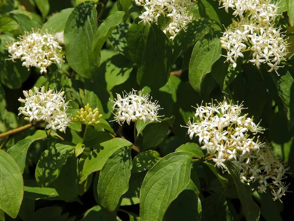 Fiori Bianchi Cornus Sanguinea Cespuglio Primavera — Foto Stock