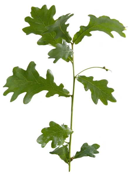 Twig Träd Med Växande Ekollon Och Gröna Blad Våren — Stockfoto