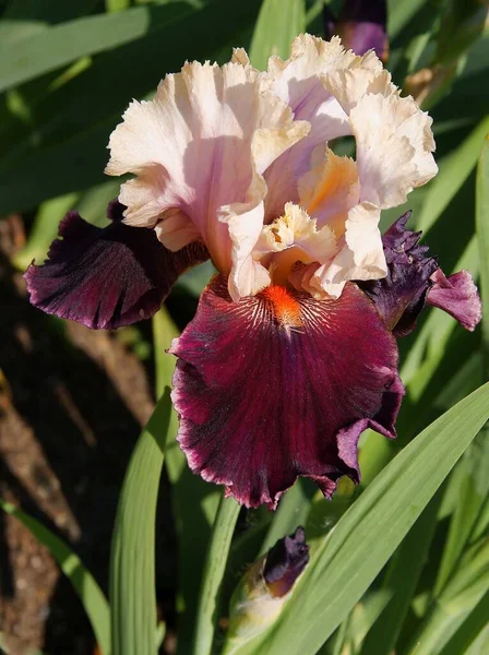 Mooie Veelkleurige Blaadjes Van Irisbloemen Tuin — Stockfoto