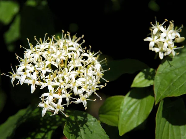 Fleurs Blanches Cornus Sanguinea Buisson Printemps — Photo