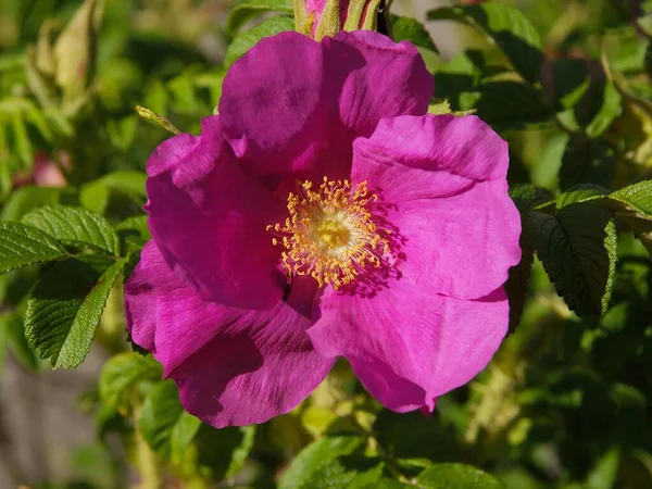 Piękne Różowe Kwiaty Dzikiej Róży Rosa Canina Wiosną — Zdjęcie stockowe