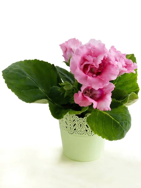 Graziosi Fiori Rosa Glossia Sinningia Speciosa Pianta Vaso Vicino — Foto Stock