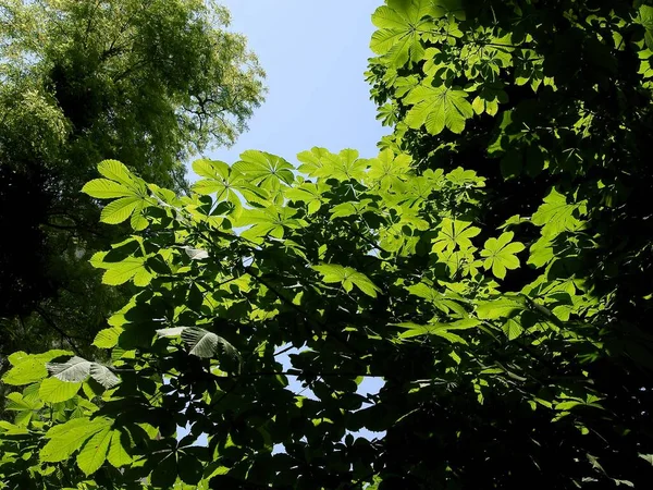 Zelené Velké Čerstvé Listy Kaštanu — Stock fotografie