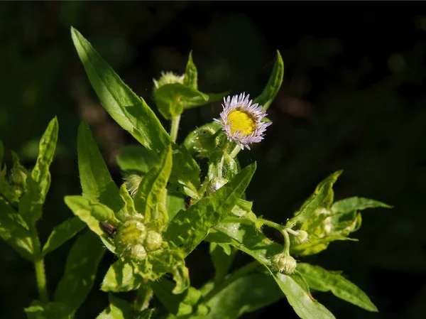 Erigeron Φυτό Μικρά Λουλούδια Λίλα Κοντά — Φωτογραφία Αρχείου