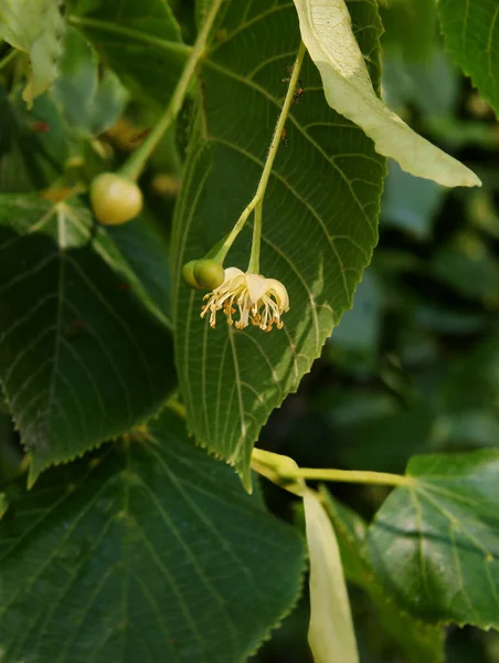 Linden Blühen Frühling — Stockfoto